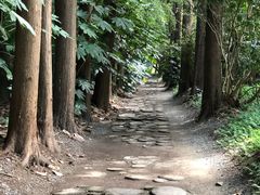 -上海滨江森林公园