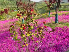 -石塘人家