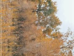-金塔沙漠胡杨林景区