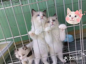很早就想要养一只猫猫了，网上的又不太放心，看了好几家
