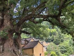 -杨家堂村