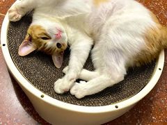 -北京赛佳动物医院