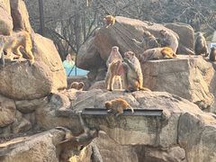 -西安秦岭野生动物园