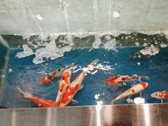-洞庭家宴·头牌甲鱼(广渠门店)