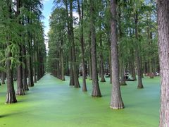 -渌洋湖湿地公园