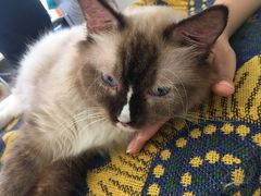-平行世界·猫咖(首经贸店)
