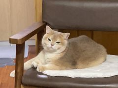 -东方名猫馆·英短金渐层布偶猫舍(环线广场1号楼店)