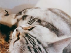 -猫小院猫主题咖啡厅(北锣店)