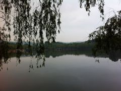 湖边垂柳-二一九公园