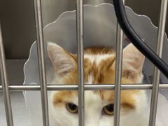 -中农国际动物医院24小时·猫科·骨科·急重症中心