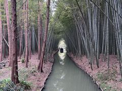 -同里国家湿地公园