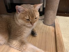 -逗柴咖啡屋·狗咖猫咖宠物桌游