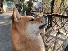 -柴犬高等学院·狗咖·柴犬售卖·宠物训练