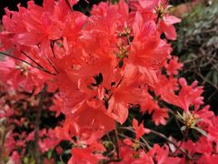 -上海佘山国家森林公园天马山园