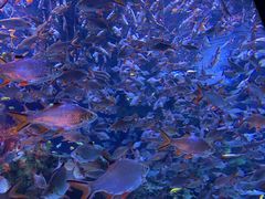 -成都浩海立方海洋公园