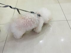 -天宠宠物医院24小时·急重症诊疗中心·全科·腔镜特色(和平分院)