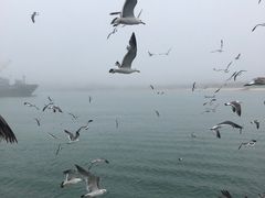-海驴岛(荣成市)