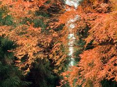 -山王坪喀斯特国家生态公园