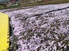 -西海岸生态观光园
