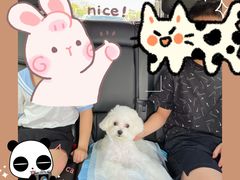 -凯瑞希宠物医院·狂犬免疫·微创·皮肤科