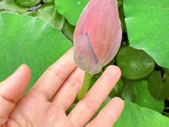 -陈家山荷花公园