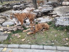 -北京野生动物园