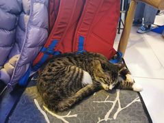 -平行世界·猫咖(首经贸店)