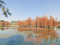 -白鹭湾湿地公园