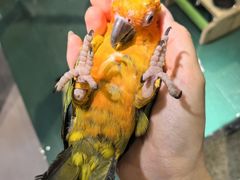 -深圳鸟咖鹦花岛