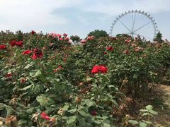 -石家庄市植物园
