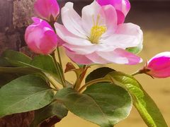 -海棠花溪(元大都城垣遗址公园)