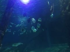 -锦艺城海洋馆