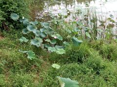 android_upload_pic-艾溪湖湿地公园