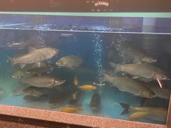 -淘米捞·米汤脆鲩鱼火锅(福田皇岗店)