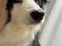 -爱妮康宠物医院·干细胞免疫细胞·肿瘤·心脏(张江店)