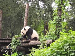 景点-北京动物园