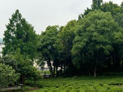 -野蔓果·山野菜(西湖景区·龙井茶田店)