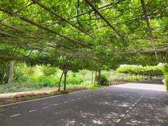 -东平国家森林公园