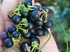 -北镇龙岗子生态园