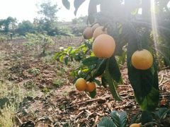 -绵阳盛世樱花悠乐谷