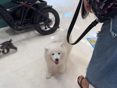 -帕帕拉兹宠物(亚洲旗舰店)