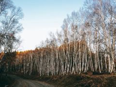 -塞罕坝国家级自然保护区