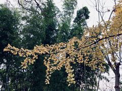 -秋霞圃
