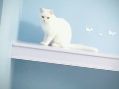 -喵的天空名猫咖啡馆·撸猫·猫舍·用品