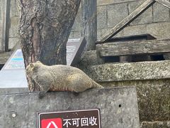 -苍山感通索道