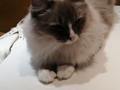 -滚猫咖啡·猫咖·猫友好撸猫(未来城店)