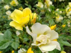 -都江堰玫瑰花溪谷