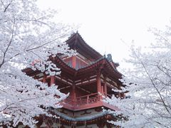 -西安青龙寺遗址景区