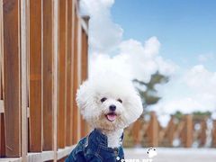 -超宠爱宠物摄影-Super pet