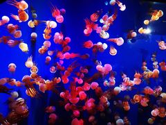 -成都浩海立方海洋公园